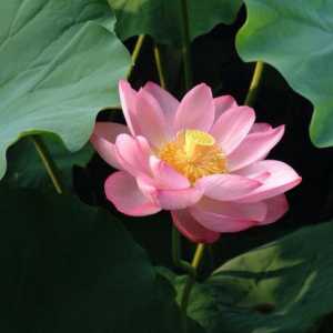 Lotus гайка: описание с снимка