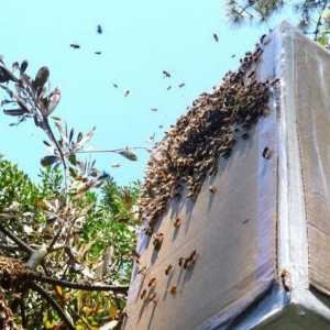 Риболов за рояци: съвети от опитни пчелари