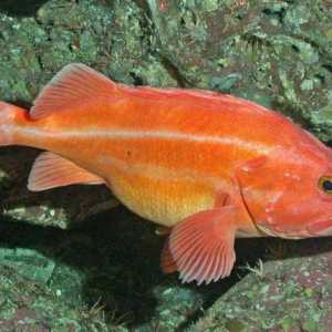 Излъчваща риба - видове, общи характеристики, структура на костната риба