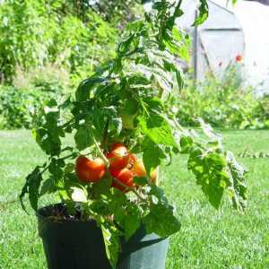 Най-добрите детерминанти сортове домати за оранжерии и открита земя