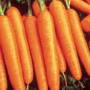 Най-добрите семена от моркови. Избор на разнообразие
