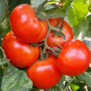 Най-добрите сортове ранни домати