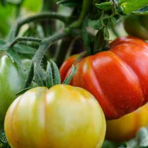 Най-добрите сортове домати за открито и оранжерии: характеристики, описание, снимка