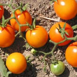 Най-добрият домати за Сибир: снимки и отзиви
