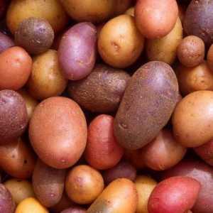 Най-добрите свръх ранни сортове картофи