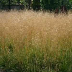 Луговишка трева: описание, засаждане, приложение