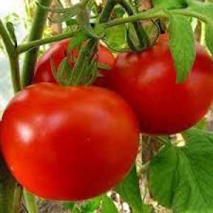 Махитос е домати, който си заслужава да се опита