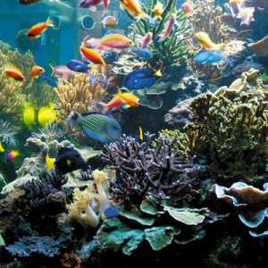 Малка изкуствена екосистема на аквариума. Как функционира затворената аквариумна екосистема?