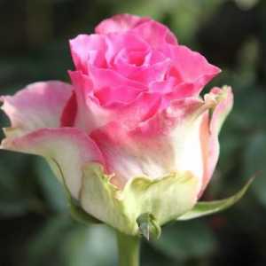 Малибу - роза, пълна с нежност и чар