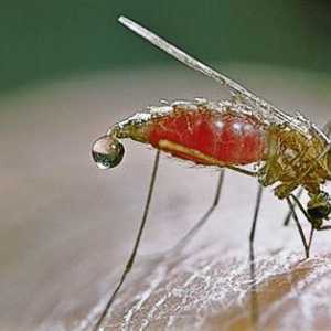 Малариален комар в Русия: това, което трябва да знаете