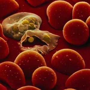 Malarial plasmodium: жизнен цикъл, развитие и организационни характеристики