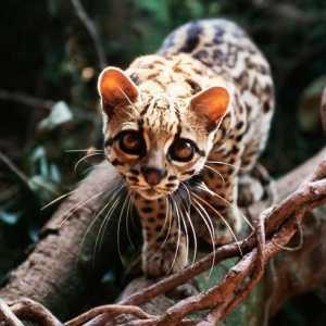 Margai - котка с дълги опашки: описание на видовете