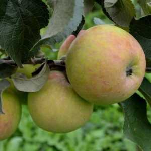 Март ябълково дърво: описание, доходност, рецензии