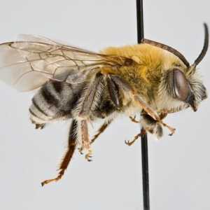 Пчела мед дива или домашна. Пчелна пчела: видове