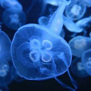 Medusa aurelia: описание, характеристики на съдържанието, възпроизвеждане. Аурелия - усойни медузи