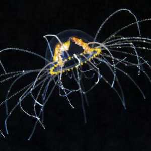 Медуза-кръст: описание, снимка. Какво трябва да направя, ако съм ухапан от медуза?