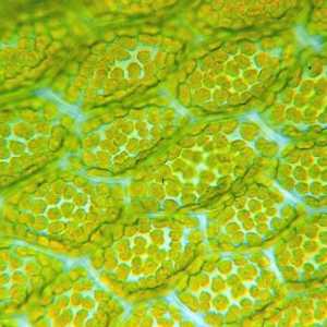 Механична растителна тъкан: структурни особености и функции