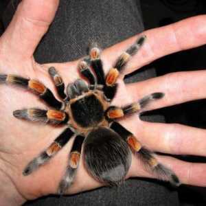 Мексиканската паяк тарантула Брахапелма Смит