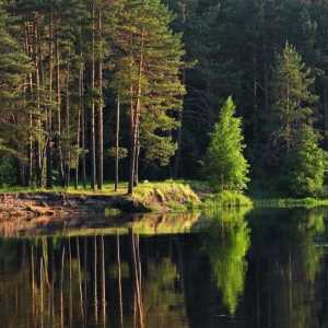 Меширските гори: описание, природа, характеристики и рецензии. Meshchersky krai: местоположение,…