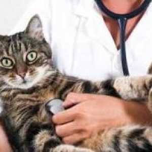 Микоплазмоза при котка: симптоми и лечение