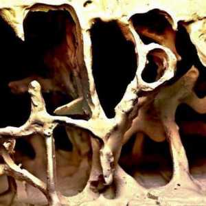 Микроскопична структура на костта. Характеристики на структурата на костите