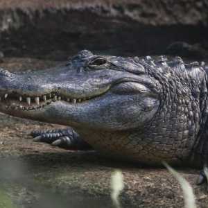 Мисисипийски алигатор: местообитание, храна, снимка