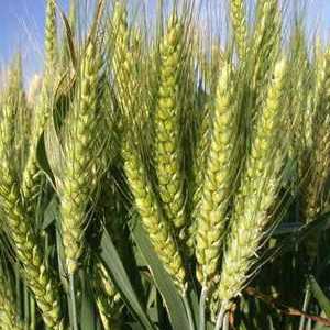 Мека пшеница: описание, култивиране, приложение