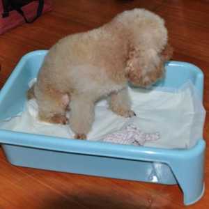 Повторно използваеми пелени за кучета - удобни, практични, хигиенични