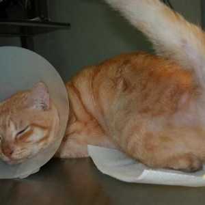 Уролитиаза при котка - симптоми, лечение