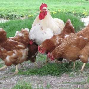Могат ли пилетата да носят яйца без петел? Дали пилетата ядат яйца без петел?