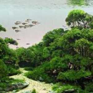 Moss аквариум: сортове и най-популярните сортове. Как да расте аквариум мъх