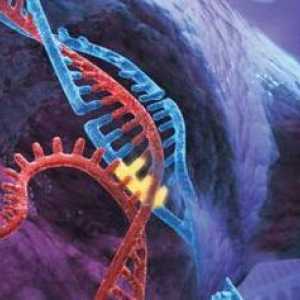 Молекулярен генетичен метод на изследване