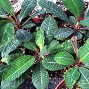 Euphorbia: снимката, грижата и възпроизвеждането в дома