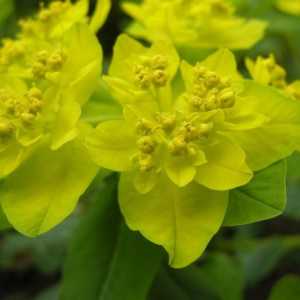 Euphorbia multicolor - ярък акцент в градината