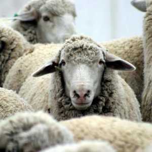 Мляко овце: полезни свойства и съдържание на калории. Продукти от овче мляко