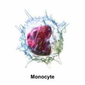Моноцити: норма в кръвта на жените и децата