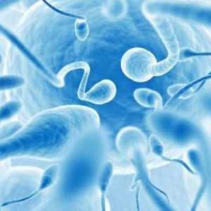 Морфология на сперматограмата: нарушения и подобряване на индексите
