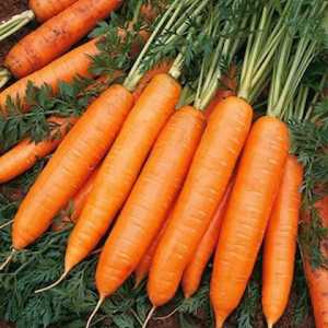 Моркови Нант: произходът на сорта, добива, рецензии