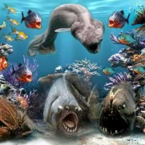 Морски животни: имена и видове