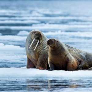 Walrus Atlantic: описание, снимка