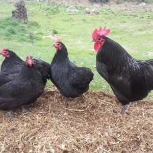 Москва черна порода пилета: описание, снимки, отзиви