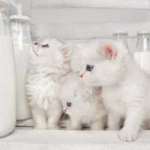 Може ли котенце да получи краве мляко? Какво да нахраниш със задни бебета при липса на естествено…