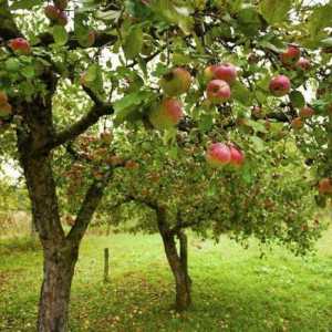 Можете ли да засадите ябълково дърво до череша? Съвместимост на дърветата в градината