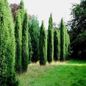 Juniperus Hibernica: характеристики на растенията, правила за грижи