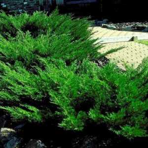 Juniperus Cossack tamariscifolia - описание, грижа и размножаване