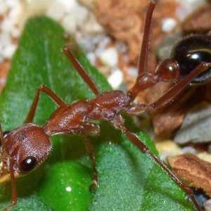 Булдог мравка: начин на живот и поведение