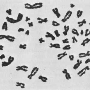 Мъжки хромозоми. Y-хромозома за какво влияние и за какви отговори?
