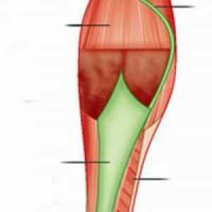 Мускулите на долния крайник на човека: структура, функции