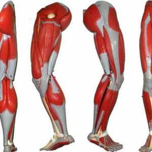 Мускулите на човешките крака: структура. Човешка анатомия: мускулите на краката