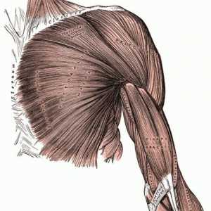 Мускулите на горните крайници на човека: структура и функции